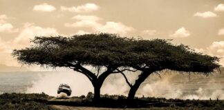Två svenskar bland de 39 anmälda till Safari Rally Kenya 2025 Anmälningslistan till Safari Rally Kenya 2025